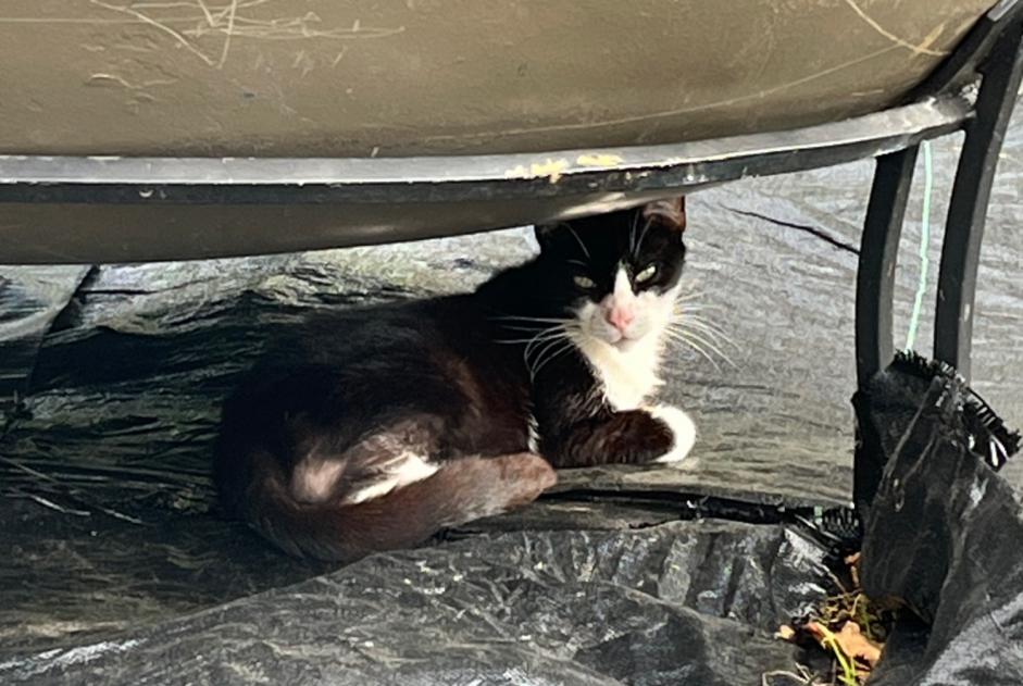 Discovery alert Cat Unknown Moyeuvre-Grande France Discovery alert Cat Unknown Moyeuvre-Grande France