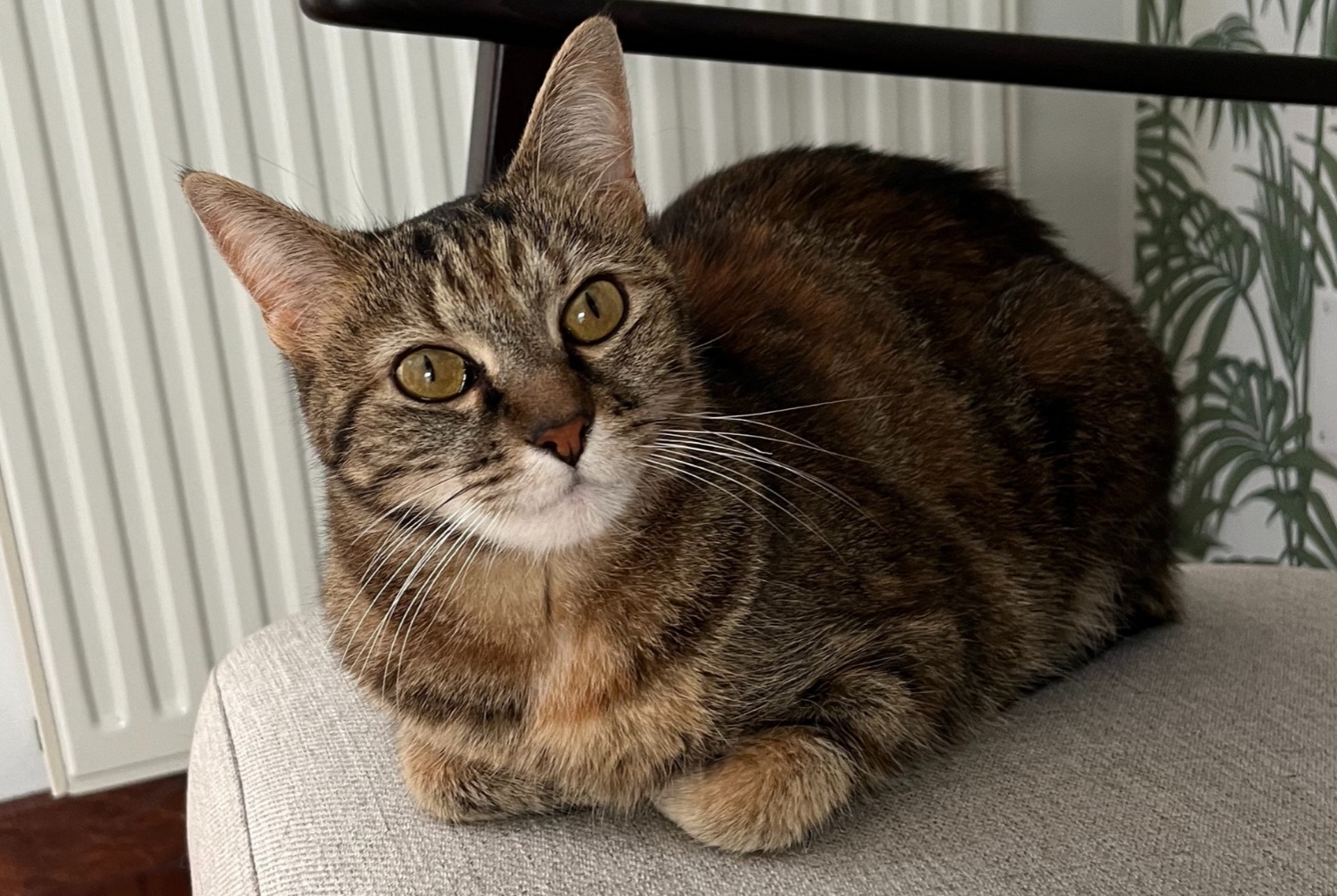 Alerta de Desaparición Gato Hembra , 7 años Thionville Francia