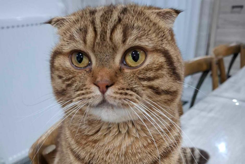 Alerte Disparition Chat Mâle , 2 ans Terville France Alerte Disparition Chat Mâle , 2 ans Terville France