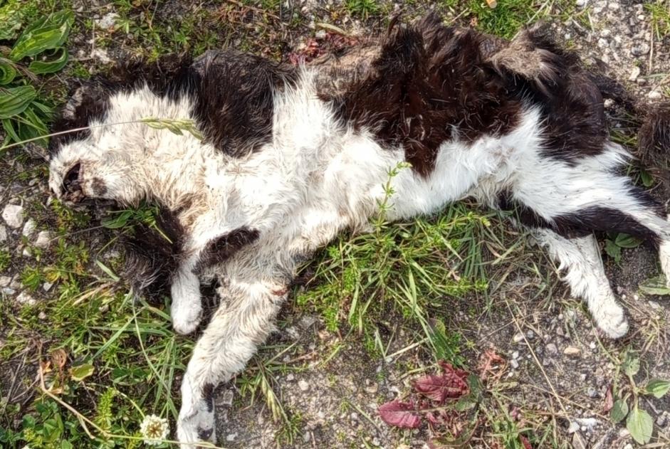 Alerte Découverte Chat Inconnu Metz France Alerte Découverte Chat Inconnu Metz France