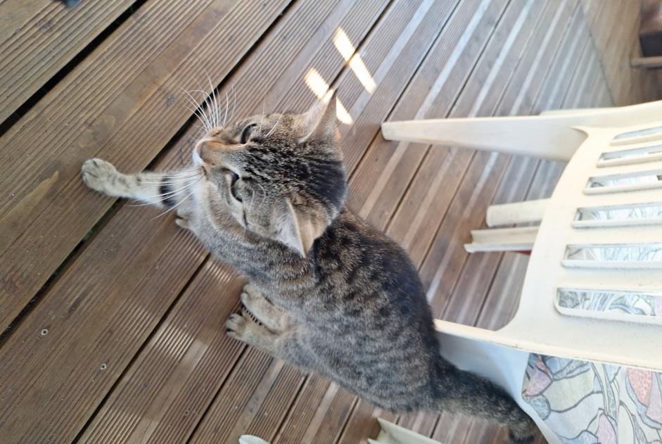 Alerte Découverte Chat Femelle Mittersheim France