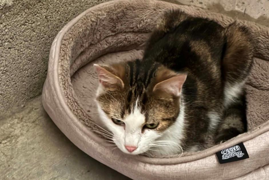 Alerte Découverte Chat  Femelle Metz France