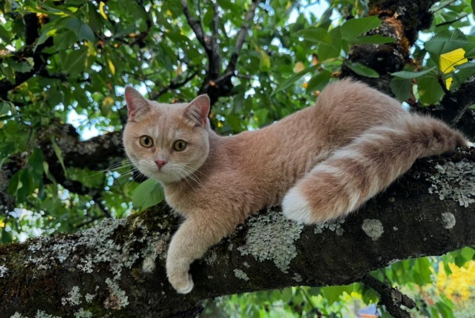 Alerte Disparition Chat  Mâle , 2 ans Marly France