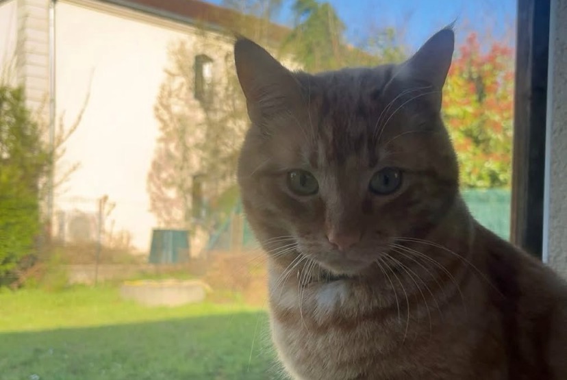 Avviso scomparsa Gatto incrocio di razze Maschio , 2 anni Mondelange Francia Avviso scomparsa Gatto incrocio di razze Maschio , 2 anni Mondelange Francia
