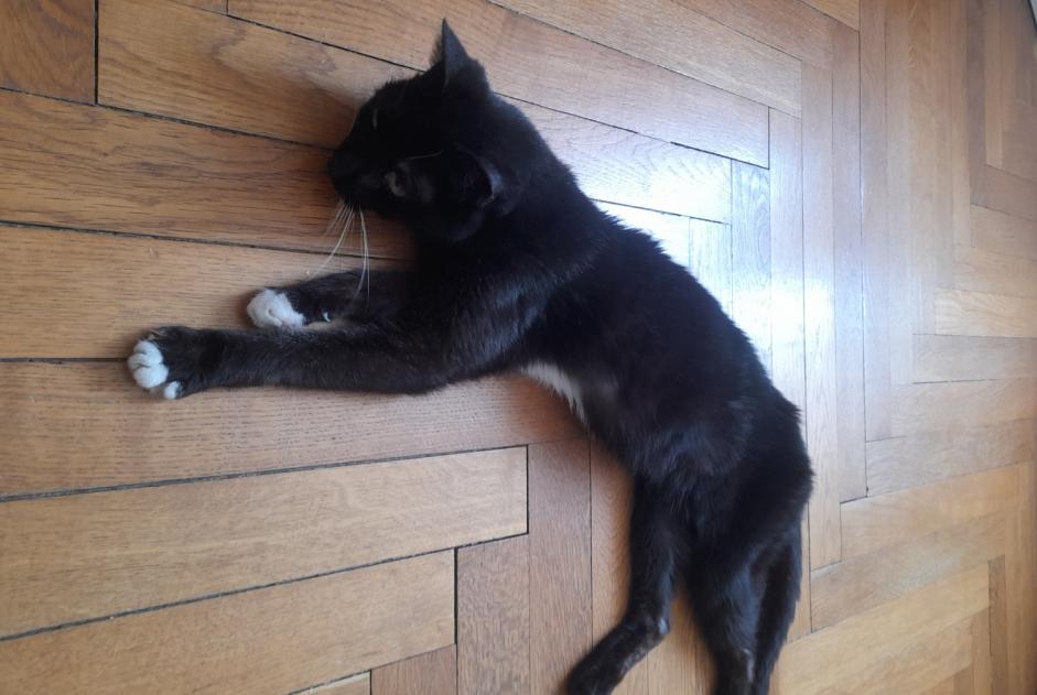 Avviso Ritrovamento Gatto Femmina Metz Francia