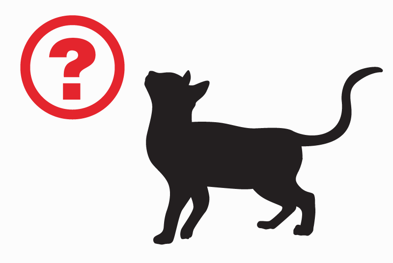 Oplossing Voor Het Opsporen Van Verloren En Gevonden Katten